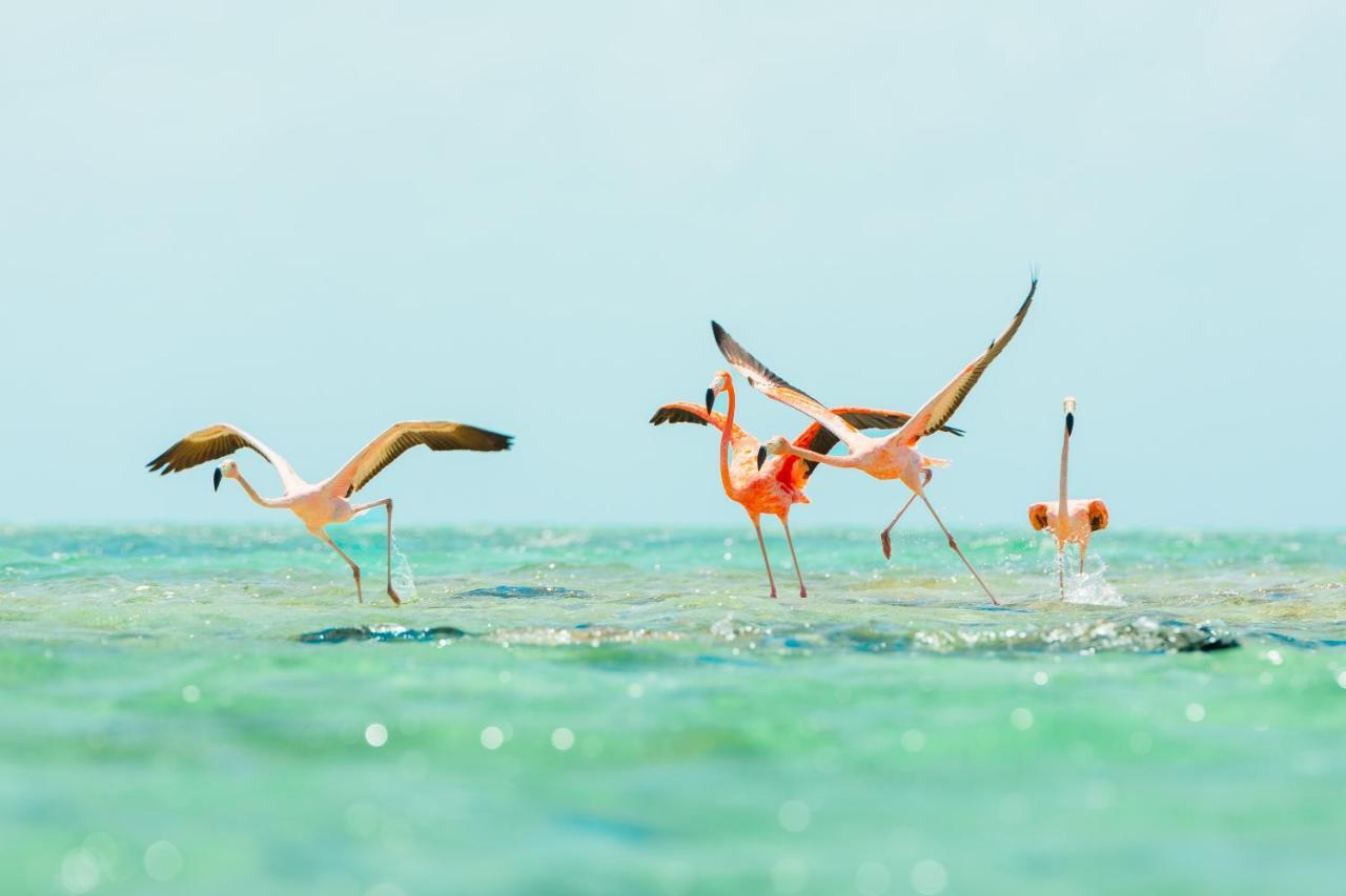 Ambergris Cay Private Island All Inclusive - Pls Island Hopper Flight Included Big Ambergris Cay Kültér fotó